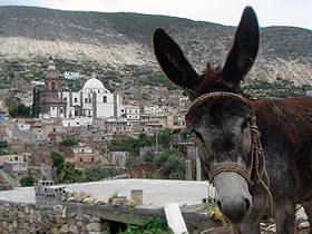 Open Album: Donkeys