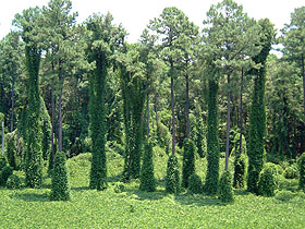 Open Album: Kudzu - The Vine