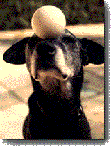 Lappo